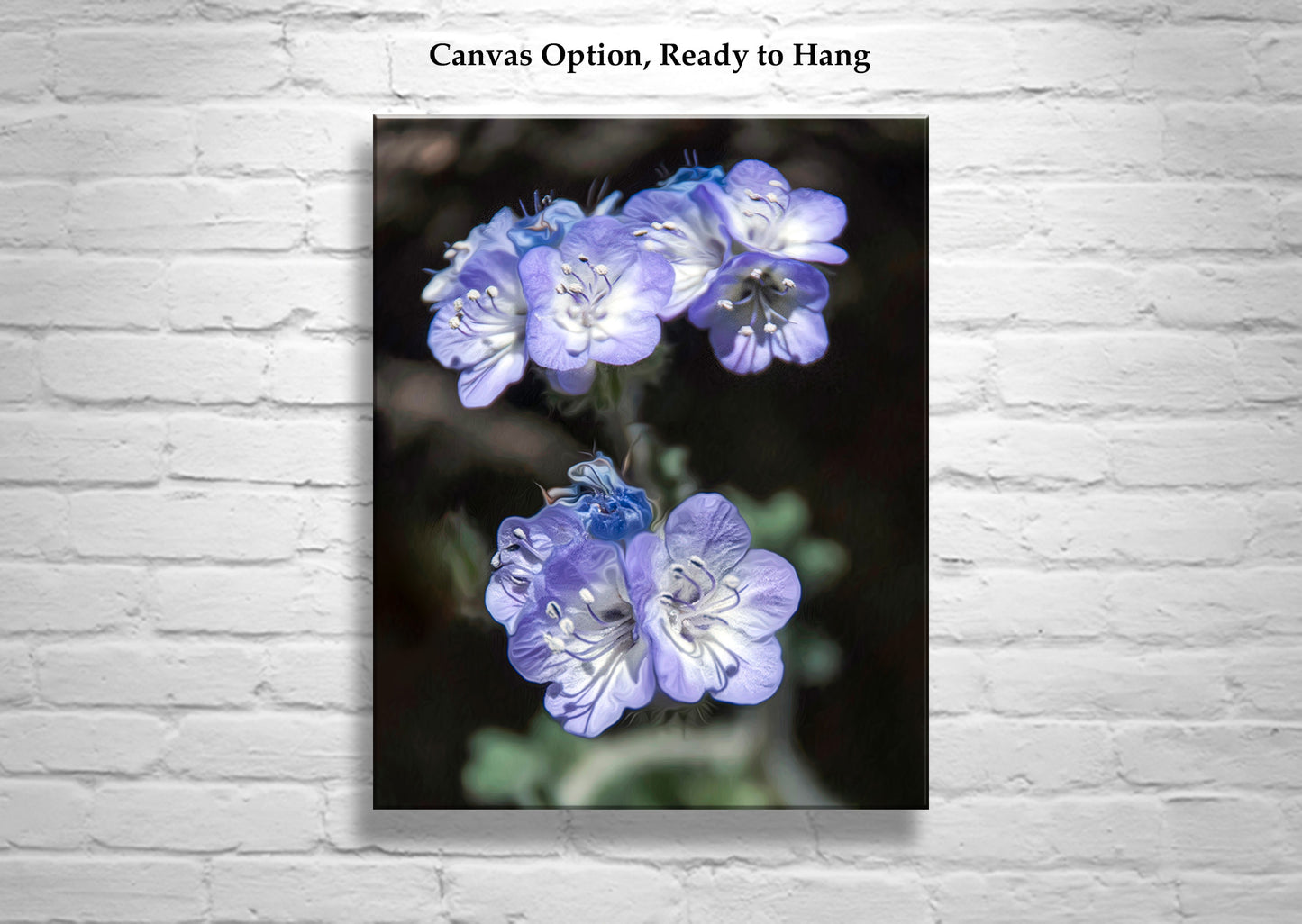 Phacelia Wildflower Tucson Mountain Park Arizona Nature Photography