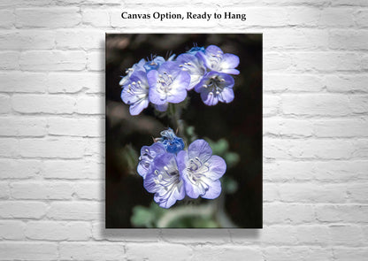 Phacelia Wildflower Tucson Mountain Park Arizona Nature Photography