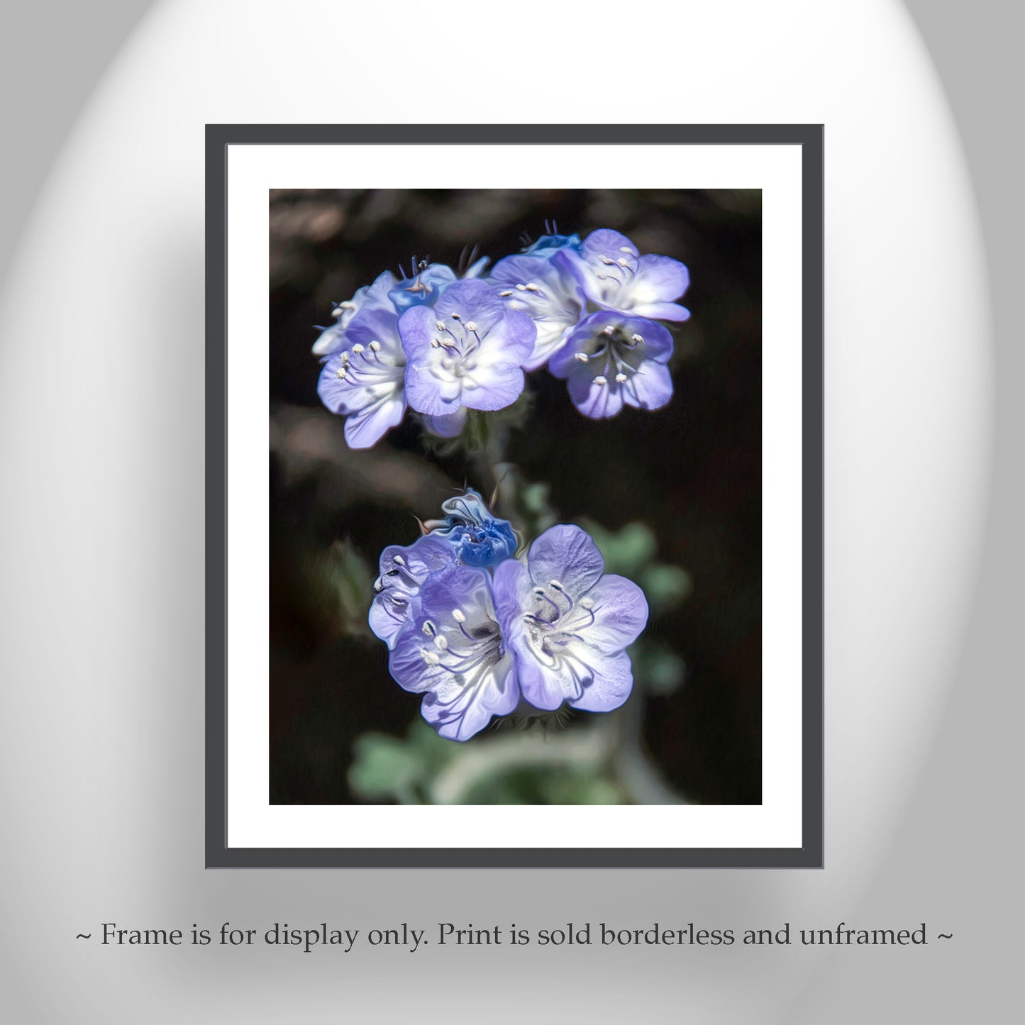Phacelia Wildflower Tucson Mountain Park Arizona Nature Photography
