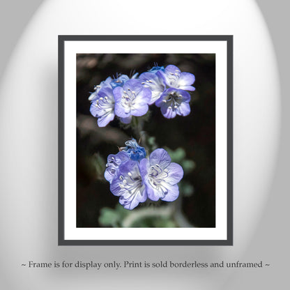 Phacelia Wildflower Tucson Mountain Park Arizona Nature Photography