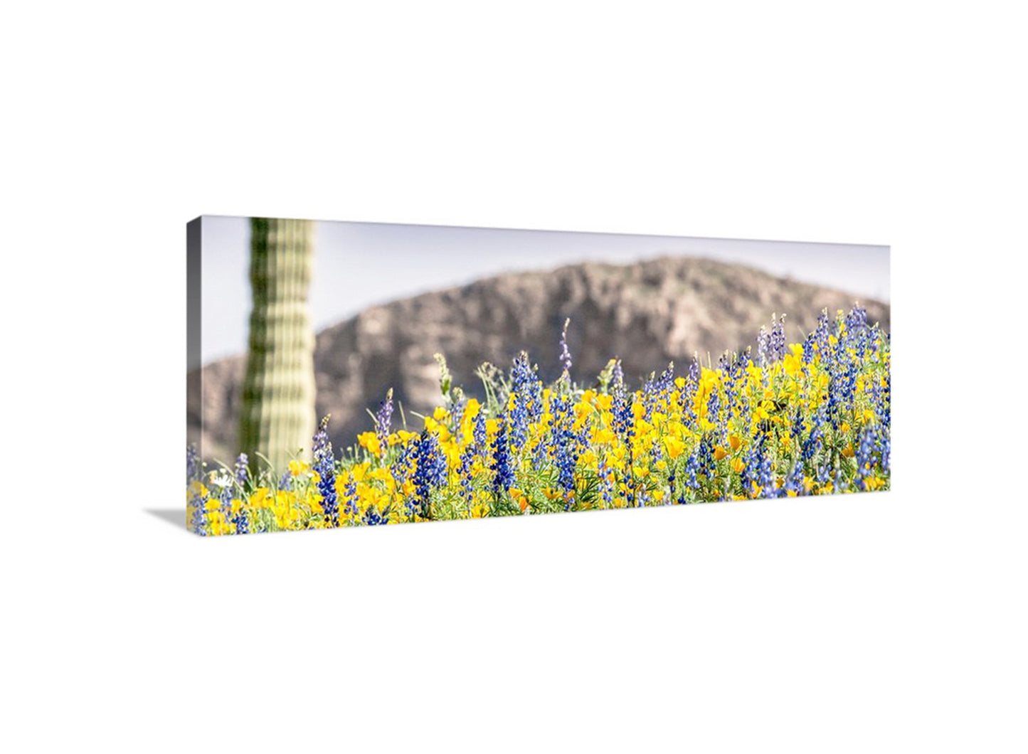 Arizona Desert Wildflower Panorama with Tucson Cactus Landscape