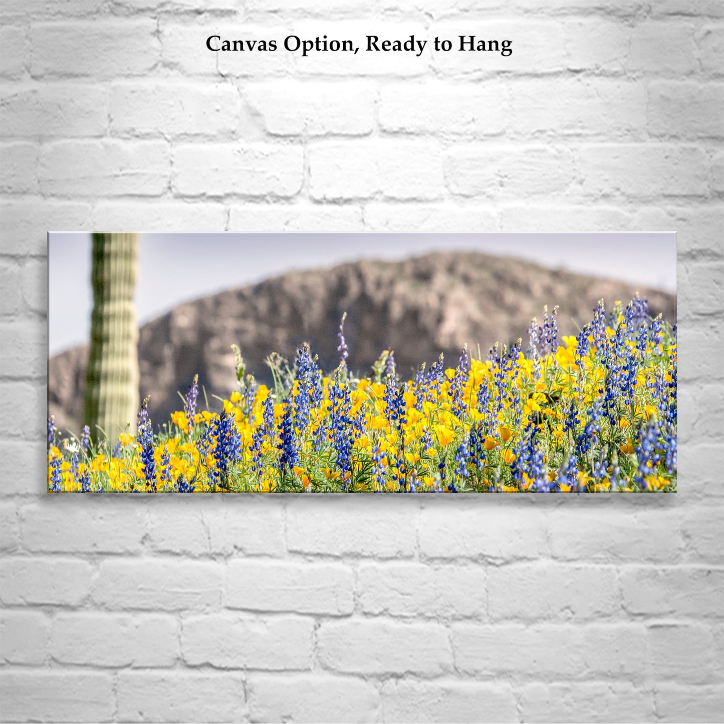 Arizona Desert Wildflower Panorama with Tucson Cactus Landscape