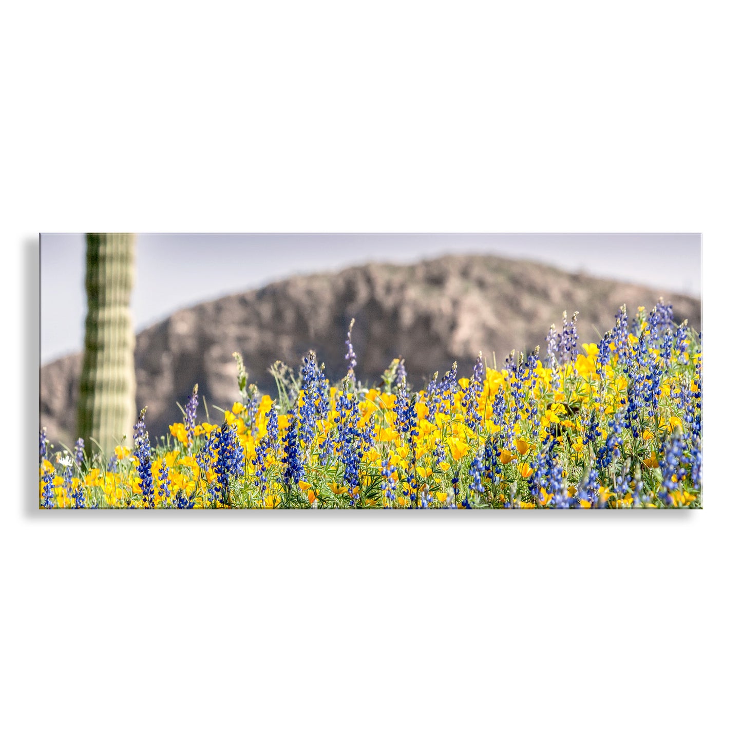 Panoramic view of desert landscape with cactus and wildflowers. Desert Wildflower Panoramic Print with Arizona Cactus Landscape