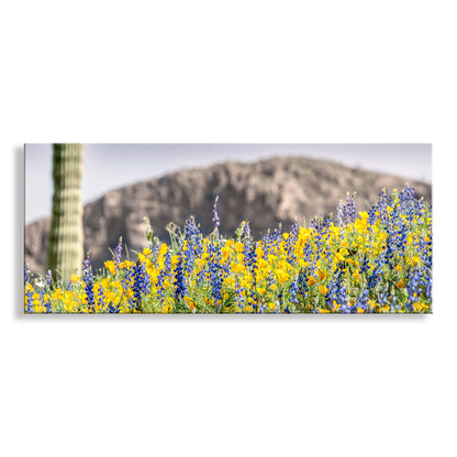 Panoramic view of desert landscape with cactus and wildflowers. Desert Wildflower Panoramic Print with Arizona Cactus Landscape