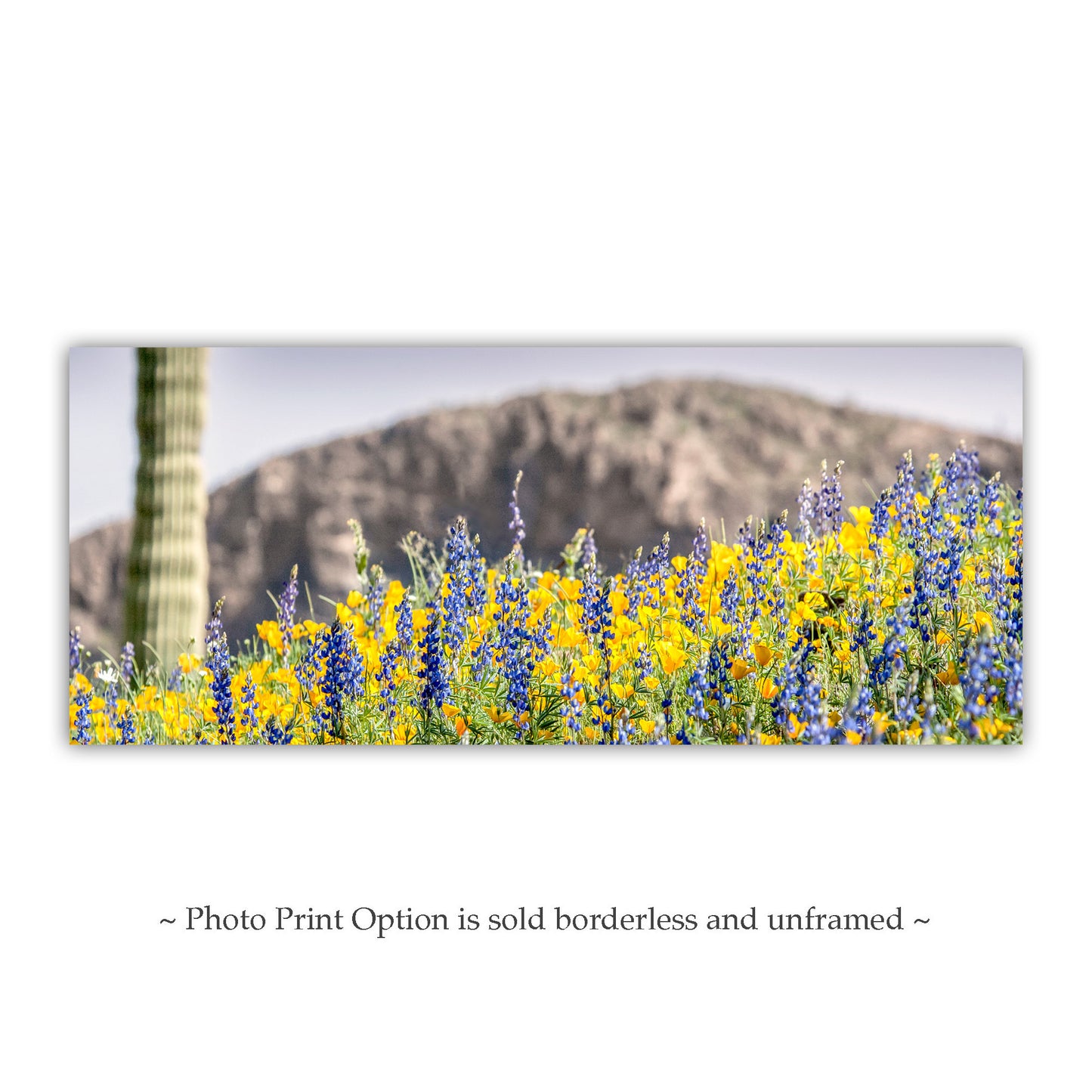 Panoramic photo of wildflowers and a cactus with a mountainous background