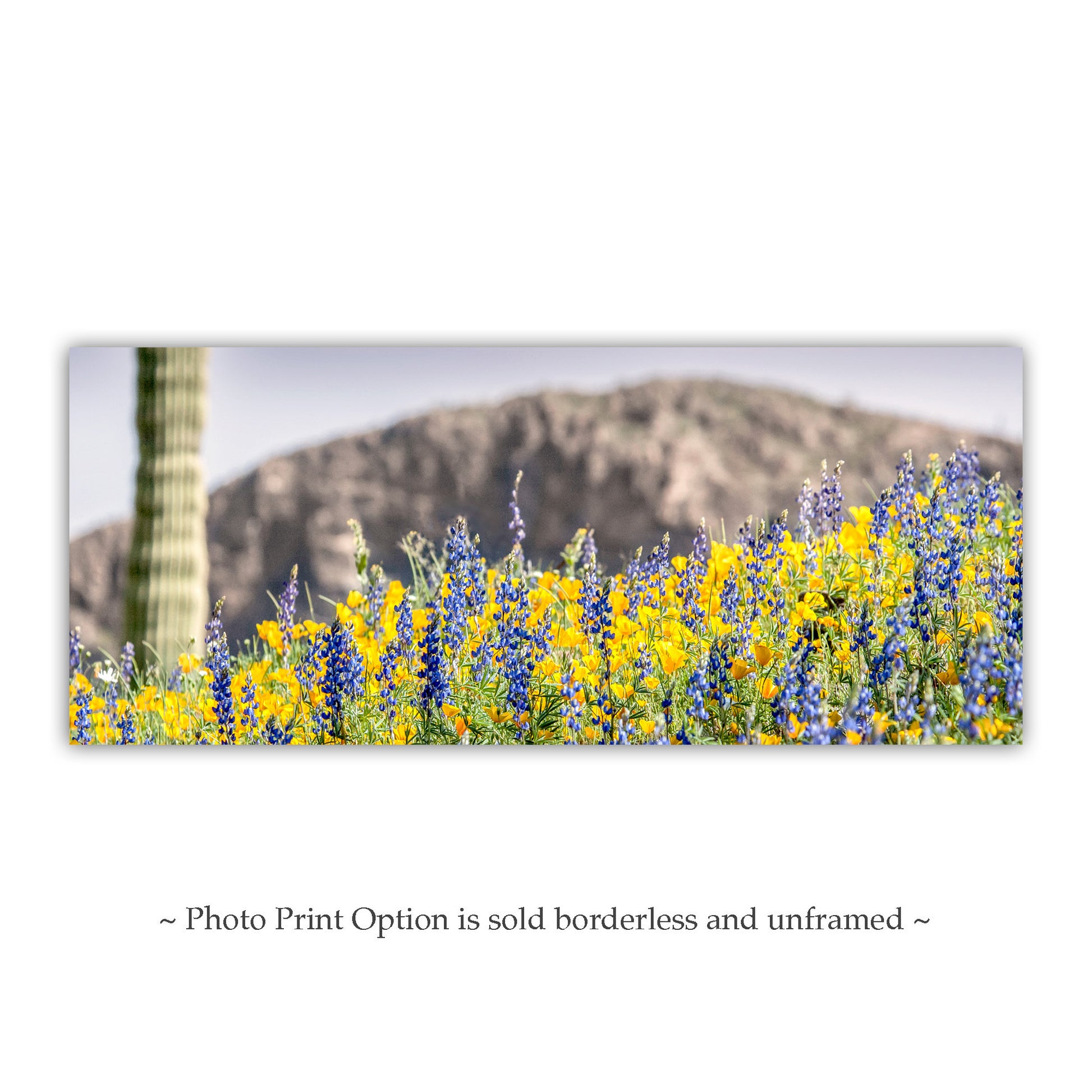 Panoramic photo of wildflowers and a cactus with a mountainous background