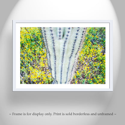 Desert Art of Saguaro Cactus and Wildflowers at Picacho Peak Arizona