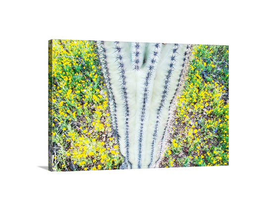 Desert Art of Saguaro Cactus and Wildflowers at Picacho Peak Arizona