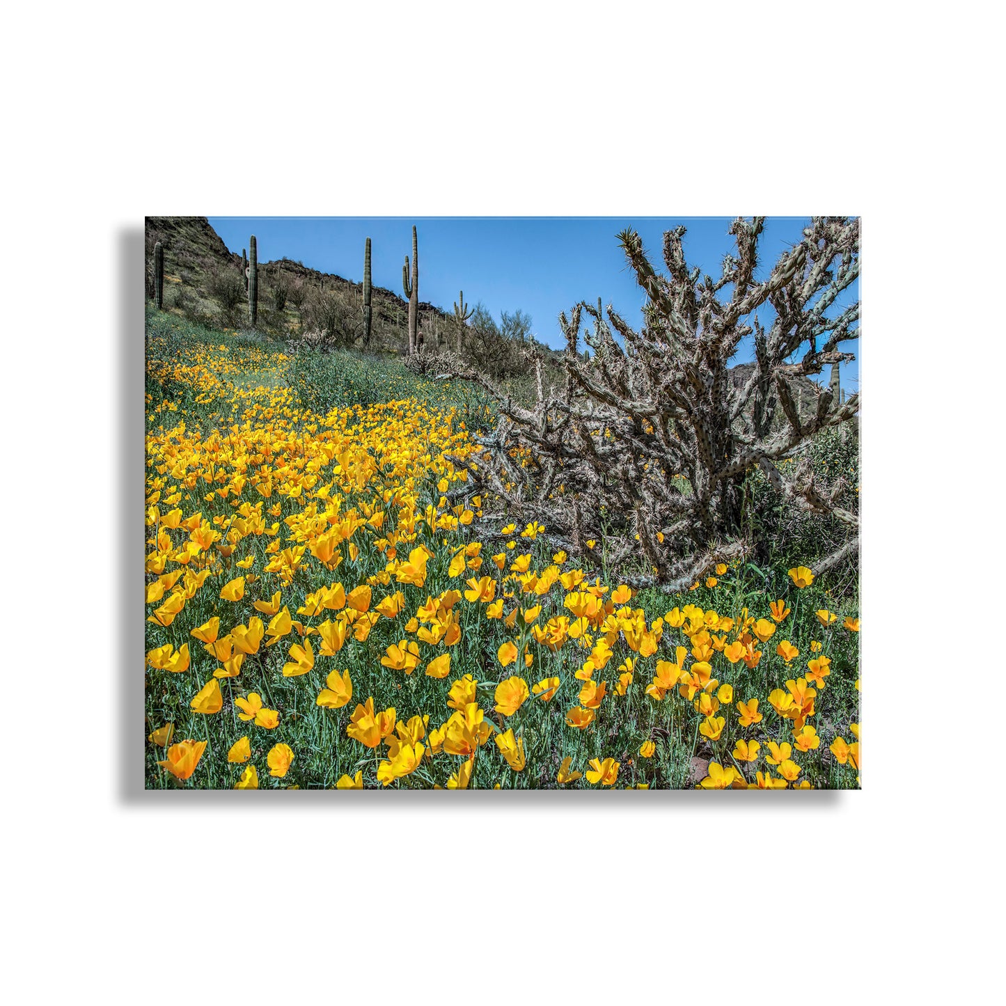 Desert landscape with yellow flowers and cacti under a clear blue sky. Picacho Peak Arizona Poppies Print as Spring Desert Botanical Art