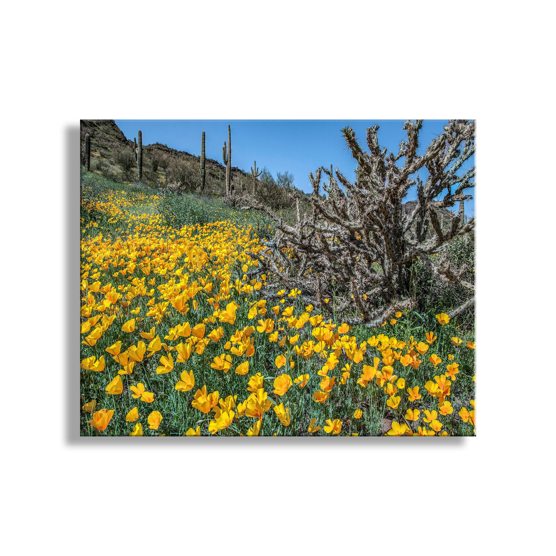 Desert landscape with yellow flowers and cacti under a clear blue sky. Picacho Peak Arizona Poppies Print as Spring Desert Botanical Art