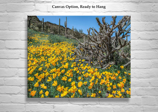 Picacho Peak Arizona Poppies Print as Spring Desert Botanical Art