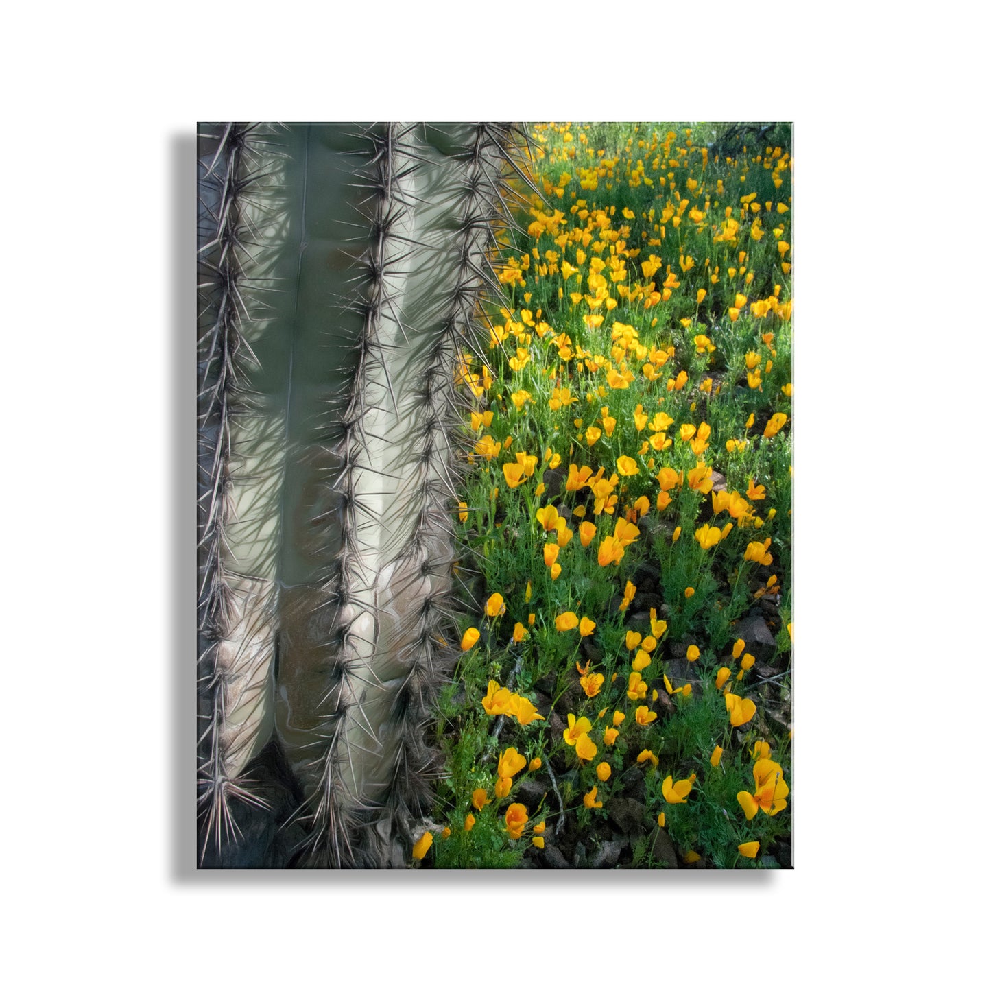 Picacho Peak State Park Arizona Cactus & Wildflowers Nature Art