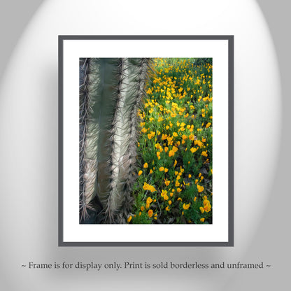 Picacho Peak State Park Arizona Cactus & Wildflowers Nature Art