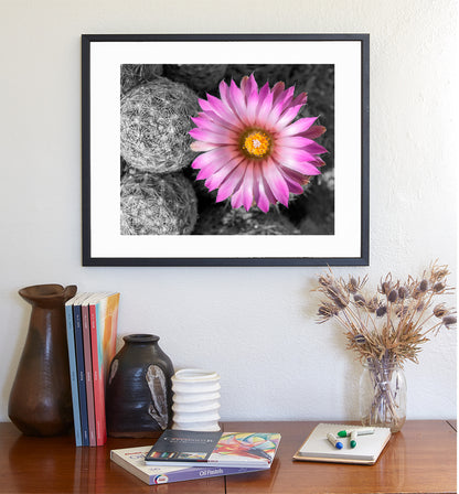 Desert Wildflower Art Print with Cactus Flower in Pink and Magenta