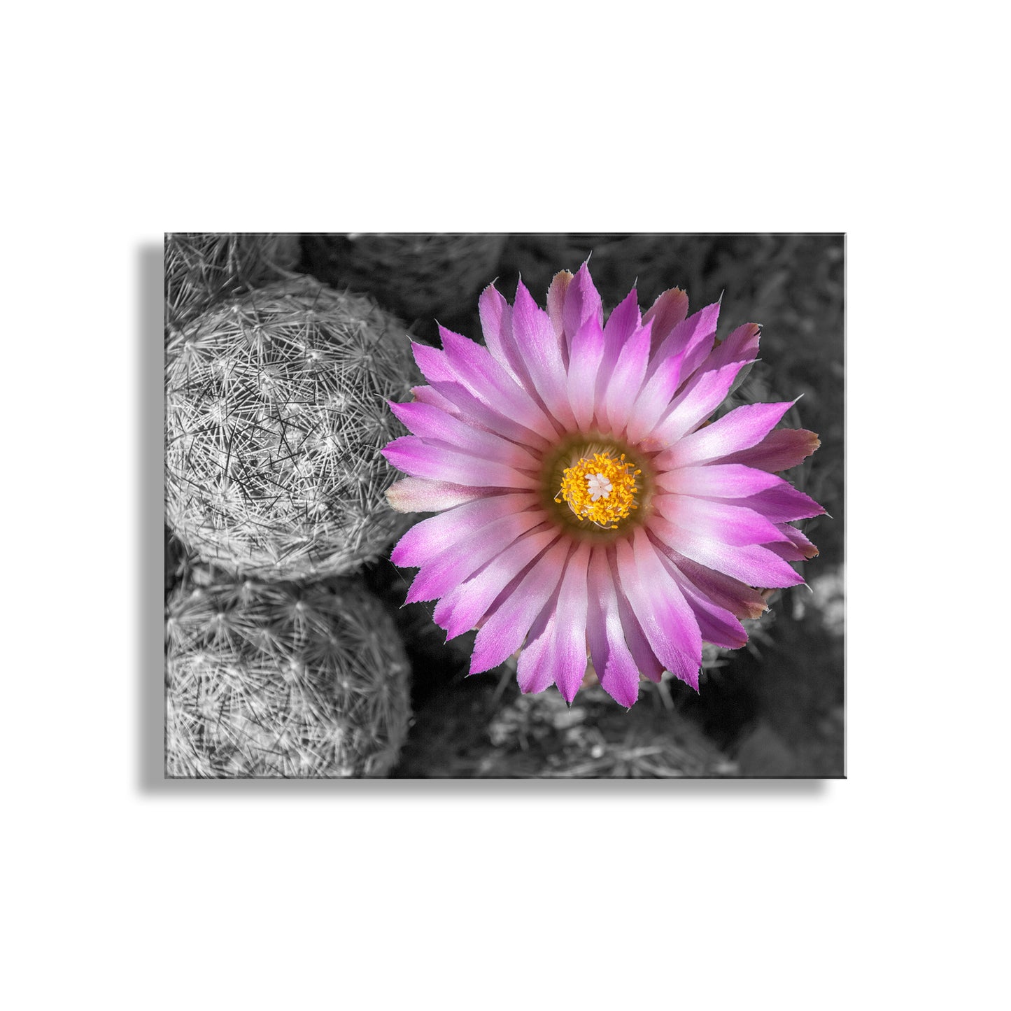 Close-up of a pink flower with a black and white cactus background. Desert Wildflower Art Print with Cactus Flower in Pink and Magenta