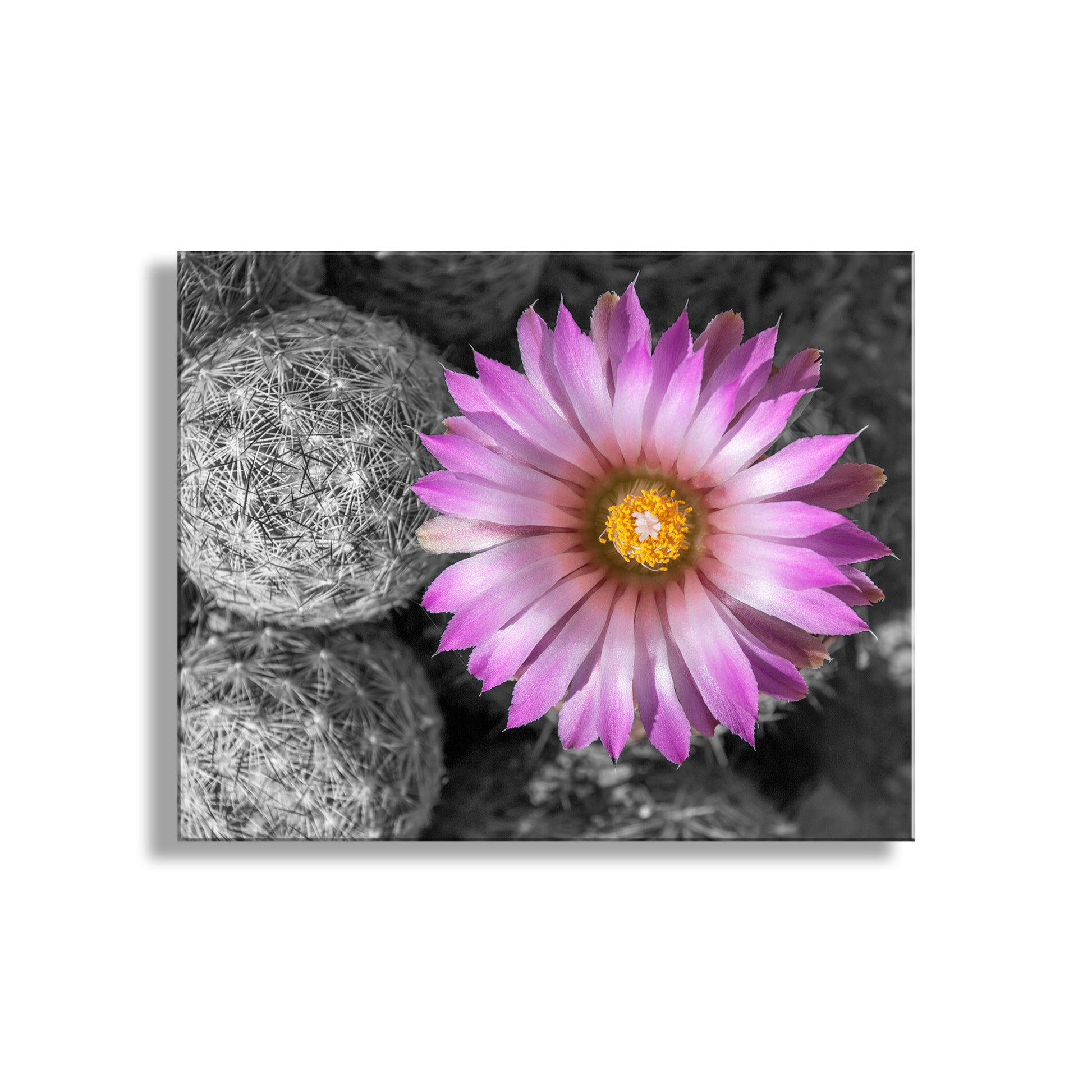 Close-up of a pink flower with a black and white cactus background. Desert Wildflower Art Print with Cactus Flower in Pink and Magenta