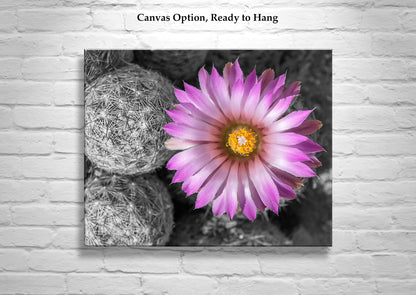 Desert Wildflower Art Print with Cactus Flower in Pink and Magenta