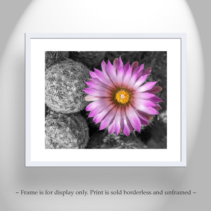 Desert Wildflower Art Print with Cactus Flower in Pink and Magenta