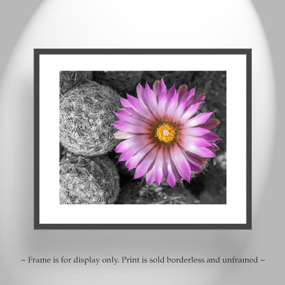 Desert Wildflower Art Print with Cactus Flower in Pink and Magenta