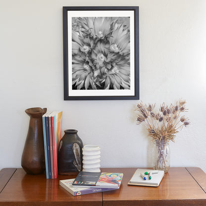 Cactus Flower Art as Unique Southwestern Wall Decor in B&W