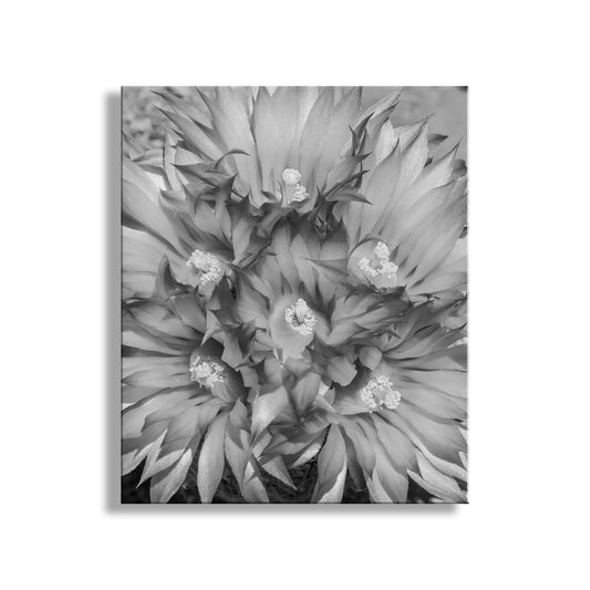 Cactus Flower Art as Unique Southwestern Wall Decor in B&W