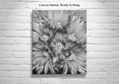 Cactus Flower Art as Unique Southwestern Wall Decor in B&W