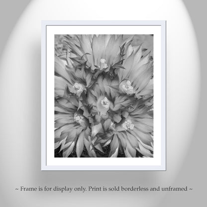 Cactus Flower Art as Unique Southwestern Wall Decor in B&W