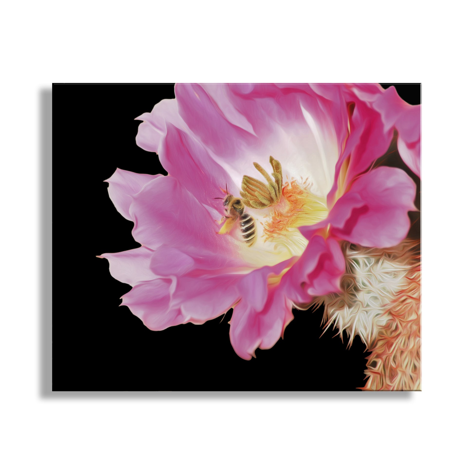 Pink flower with a bee on a black background. Bumble Bee and Arizona Cactus Flower Photograph | Southwest Art