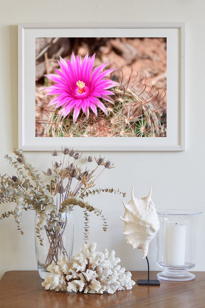 Cactus Flower Art with Tiny Desert Pincushion Cactus in Tucson Arizona