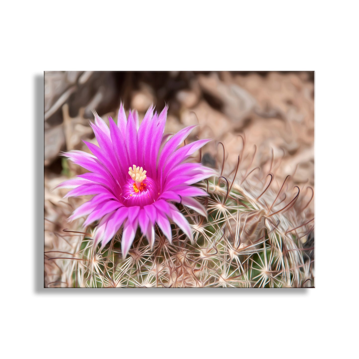 Close-up of a vibrant pink cactus flower with a blurred natural background. Cactus Flower Art with Tiny Desert Pincushion Cactus in Tucson Arizona
