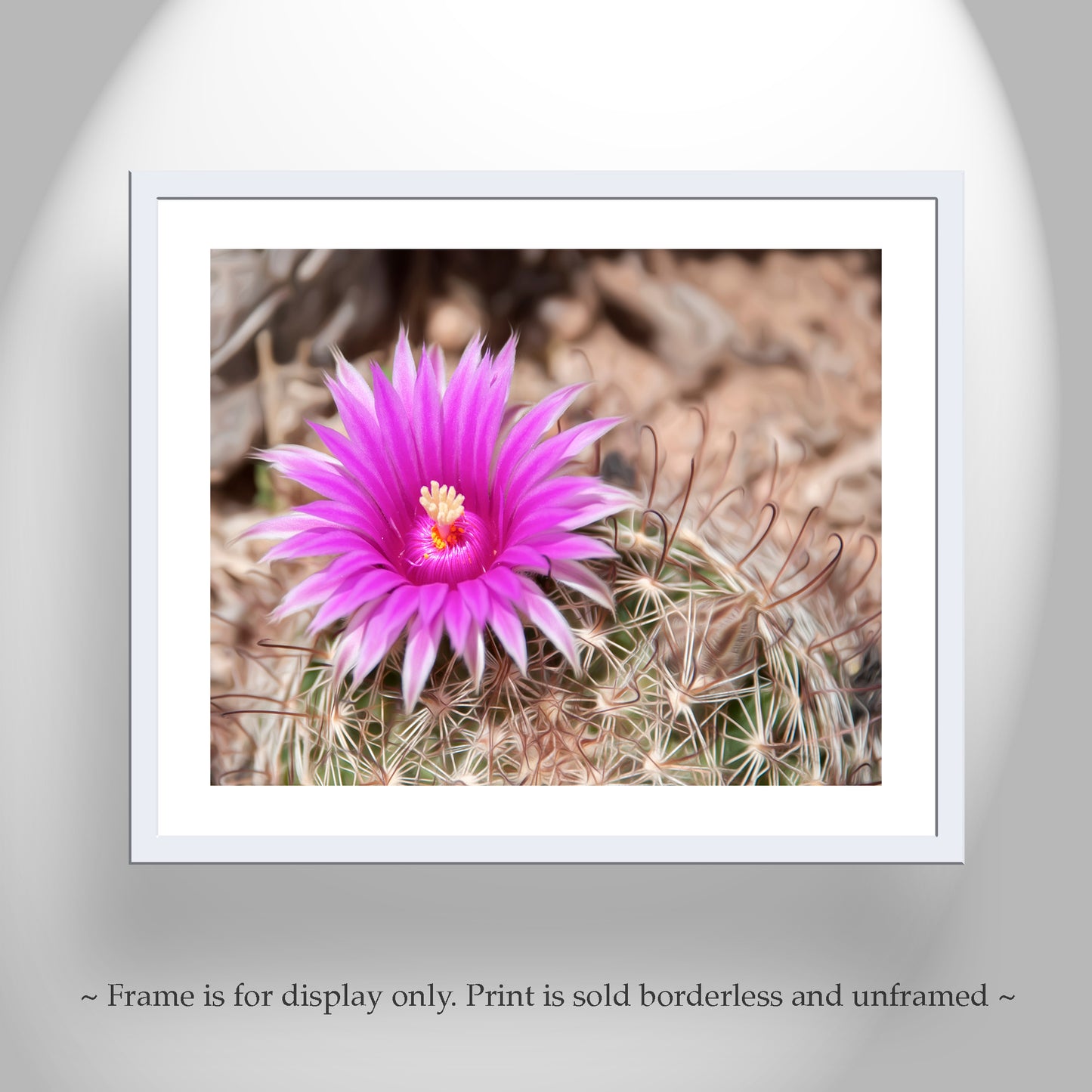 Cactus Flower Art with Tiny Desert Pincushion Cactus in Tucson Arizona
