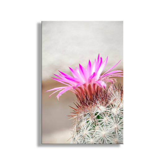 Cactus Flower Art Print in Pastel | Arizona Desert Wildflower Wall Decor