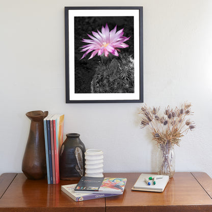 Southwestern Flower Art with Tiny Cactus Blossom as Wall Decor