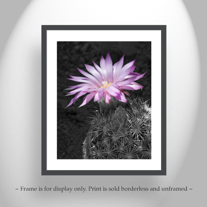 Southwestern Flower Art with Tiny Cactus Blossom as Wall Decor