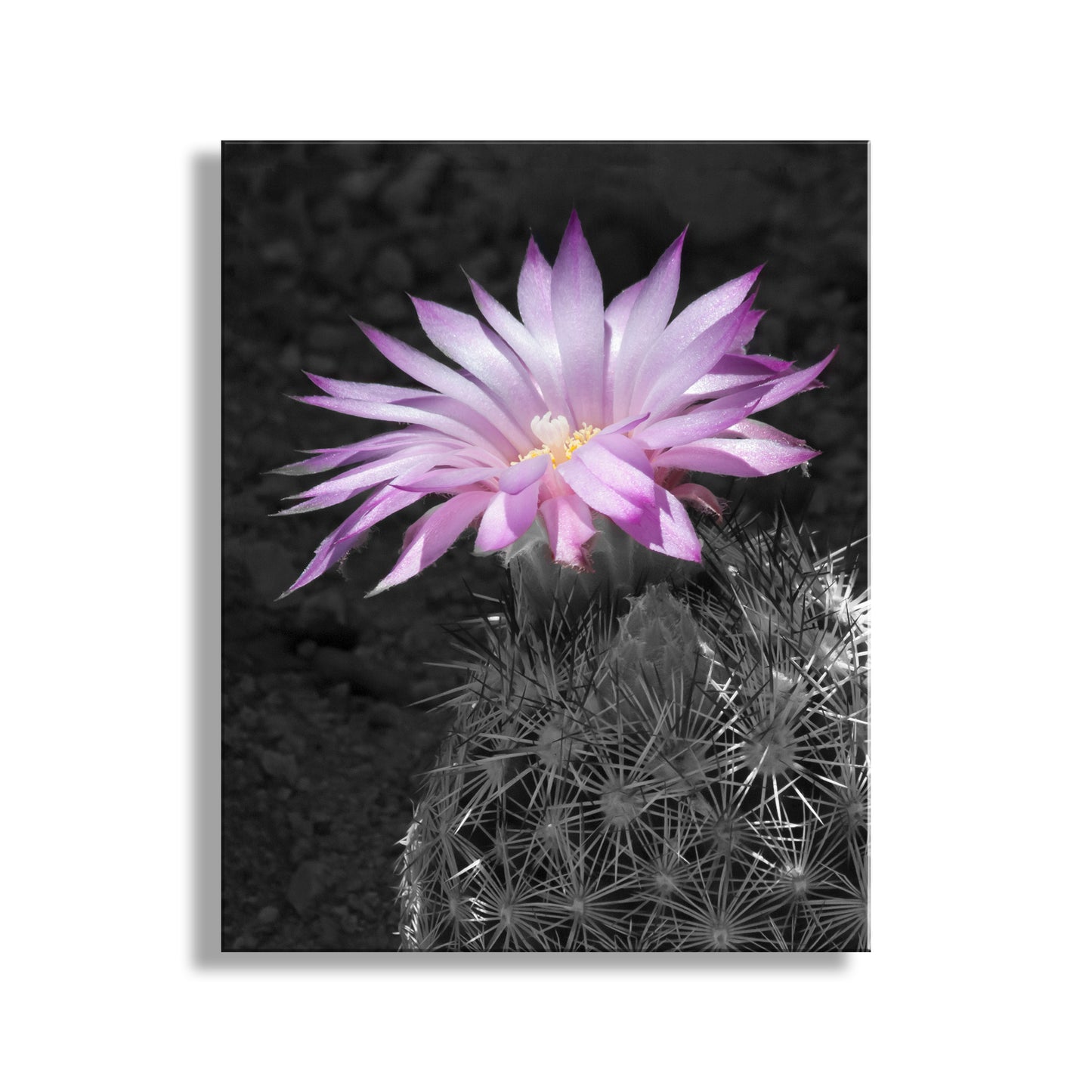 Southwestern Flower Art with Tiny Cactus Blossom as Wall Decor