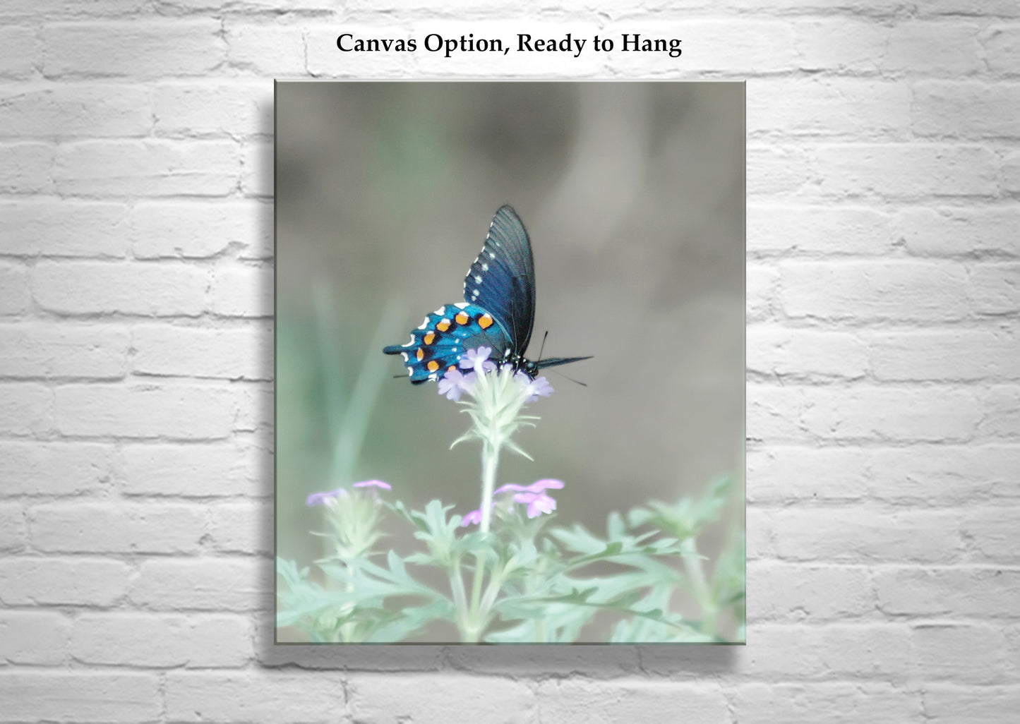 Blue Pipevine Swallowtail Butterfly Art Print as Dreamy Nature Art for Home
