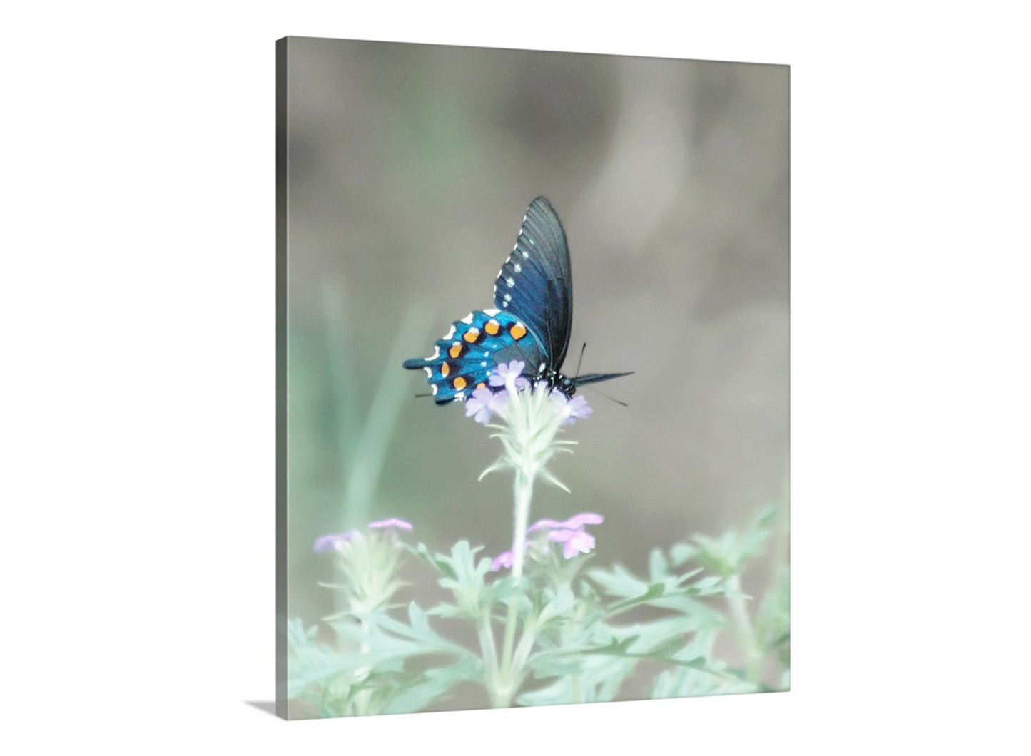 Blue Pipevine Swallowtail Butterfly Art Print as Dreamy Nature Art for Home