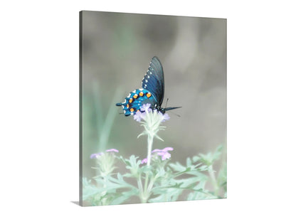 Blue Pipevine Swallowtail Butterfly Art Print as Dreamy Nature Art for Home