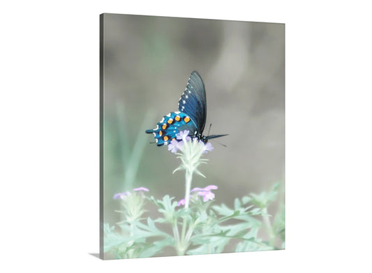 Blue Pipevine Swallowtail Butterfly Art Print as Dreamy Nature Art for Home