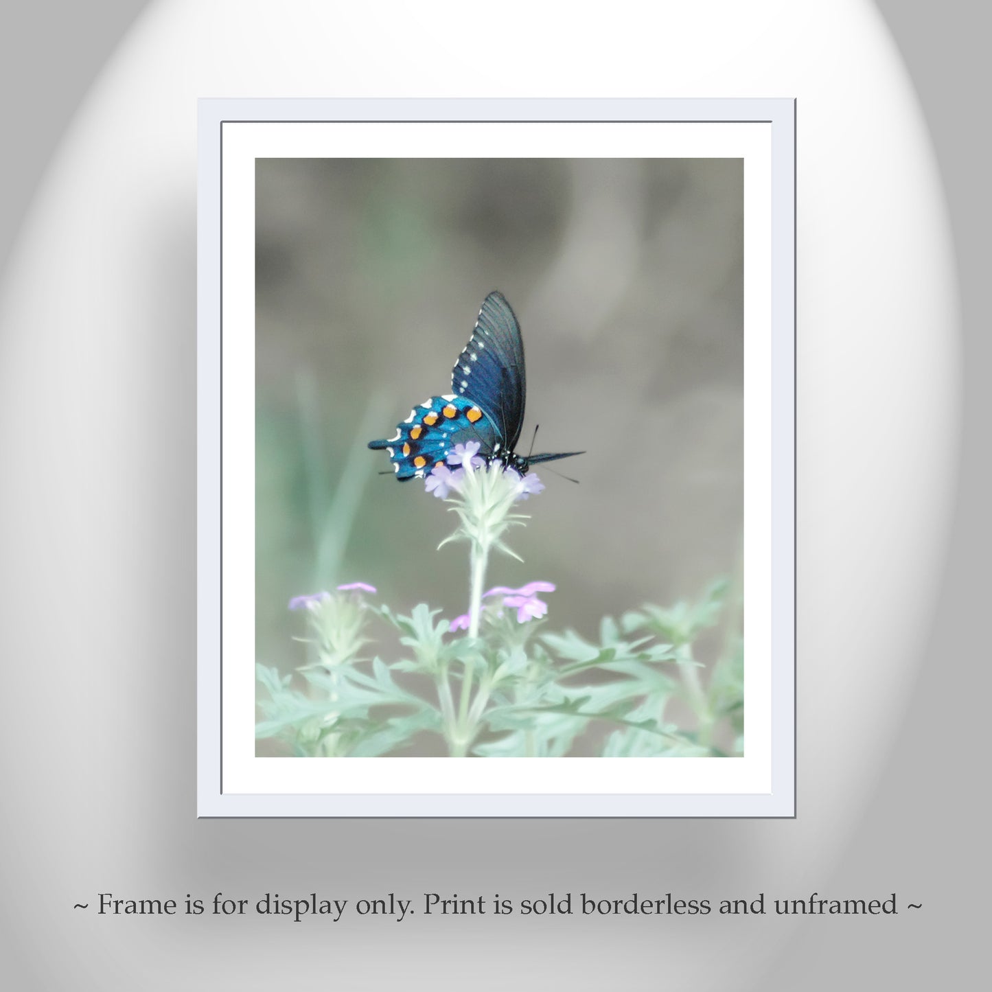Blue Pipevine Swallowtail Butterfly Art Print as Dreamy Nature Art for Home