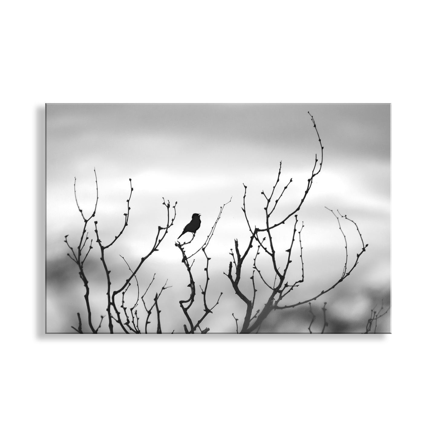 My moody minimalist bird art: a wintry scene captured on camera by me at Madera Canyon of the Santa Rita Mountains, in borderlands Arizona USA. Here's a lone, and perhaps lonely, little bird. One of my favorite images! Original, unique signed art by Murray Bolesta.