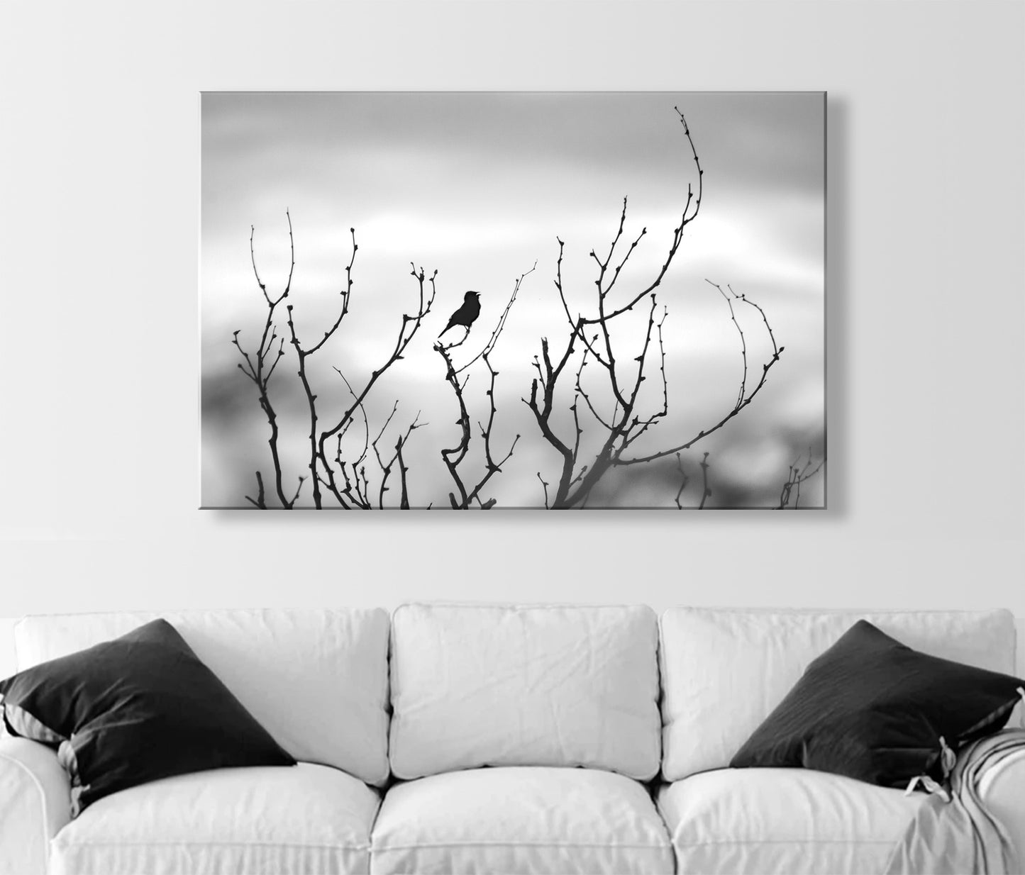 Fine Art Bird Photography in Black and White | Tucson Arizona