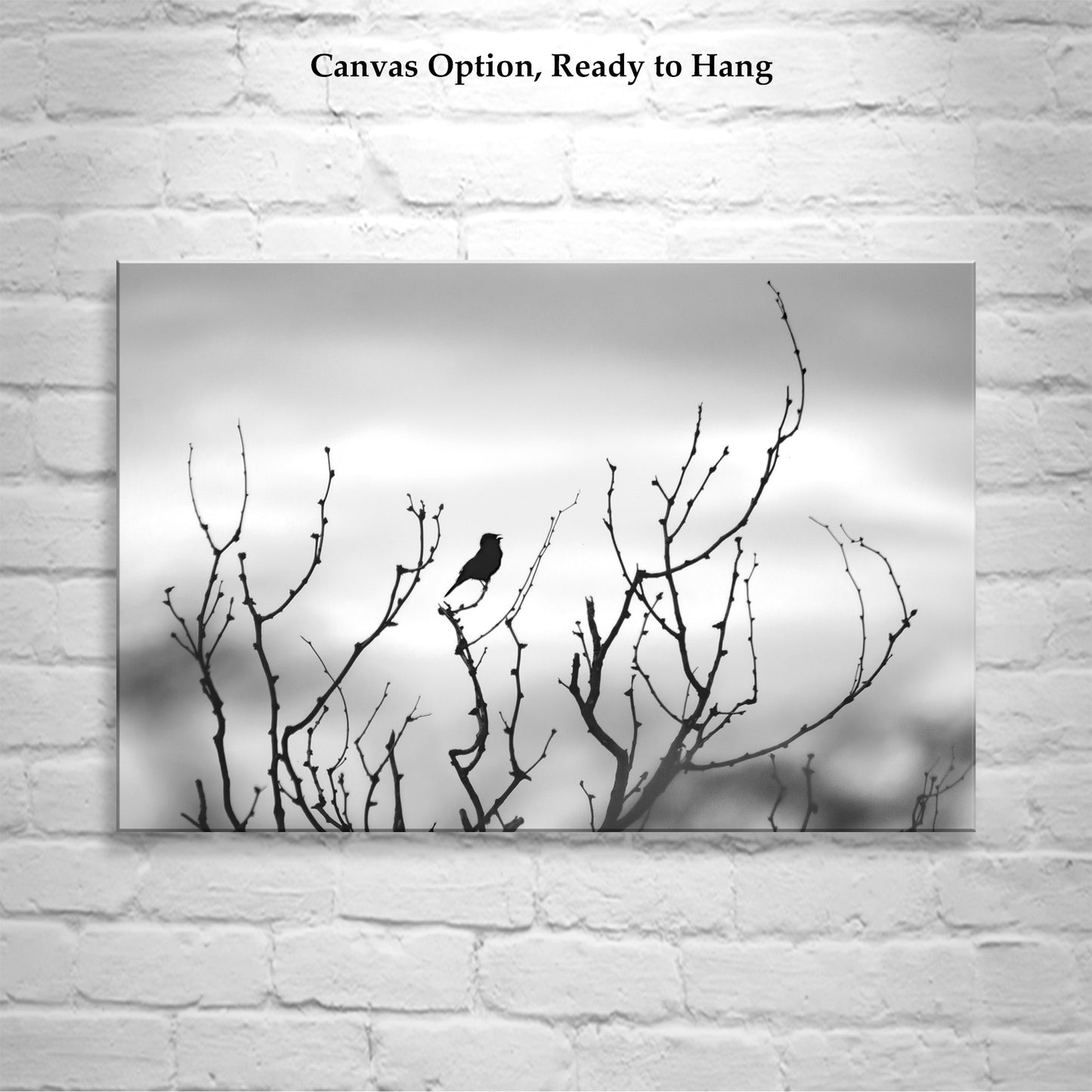 Fine Art Bird Photography in Black and White | Tucson Arizona