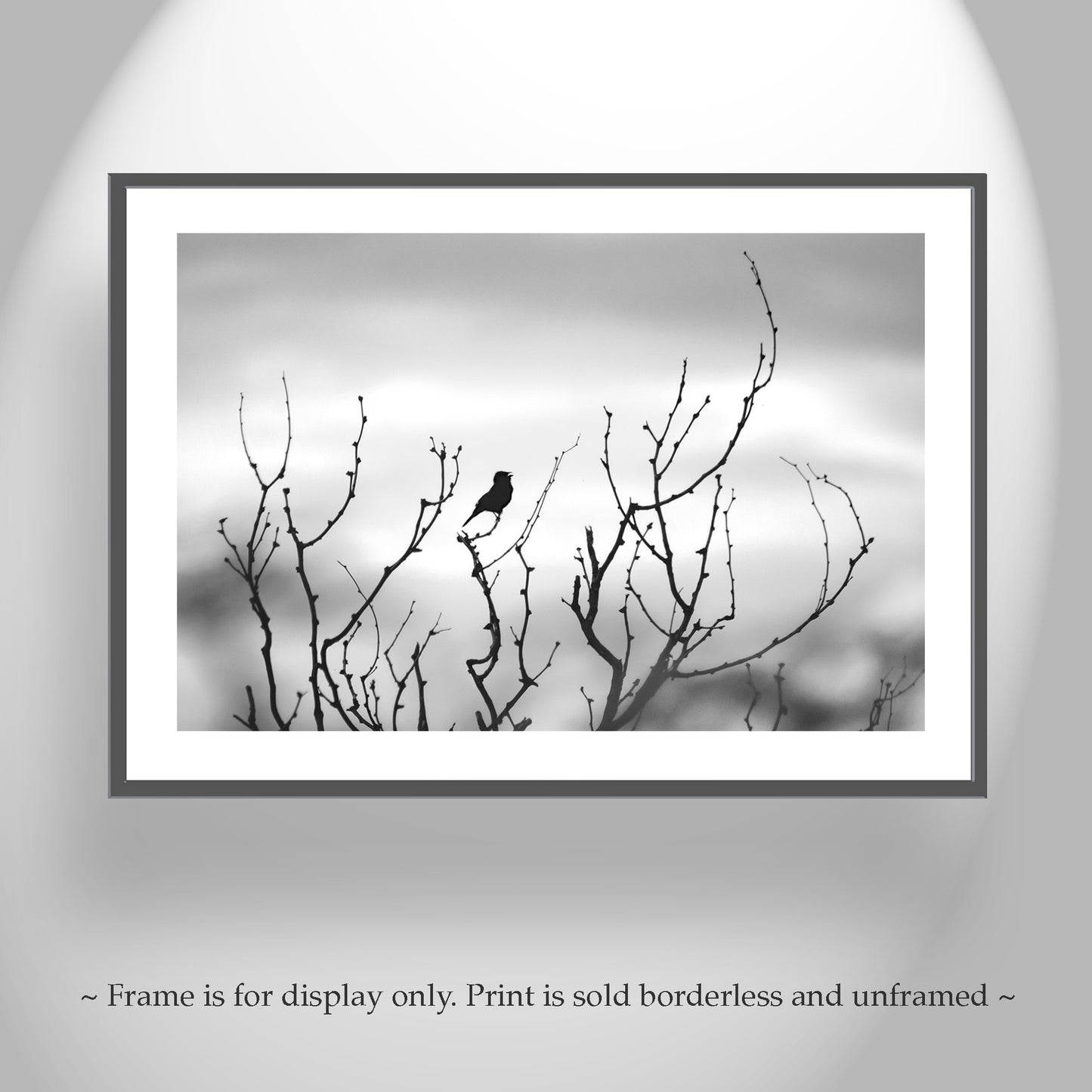 Fine Art Bird Photography in Black and White | Tucson Arizona