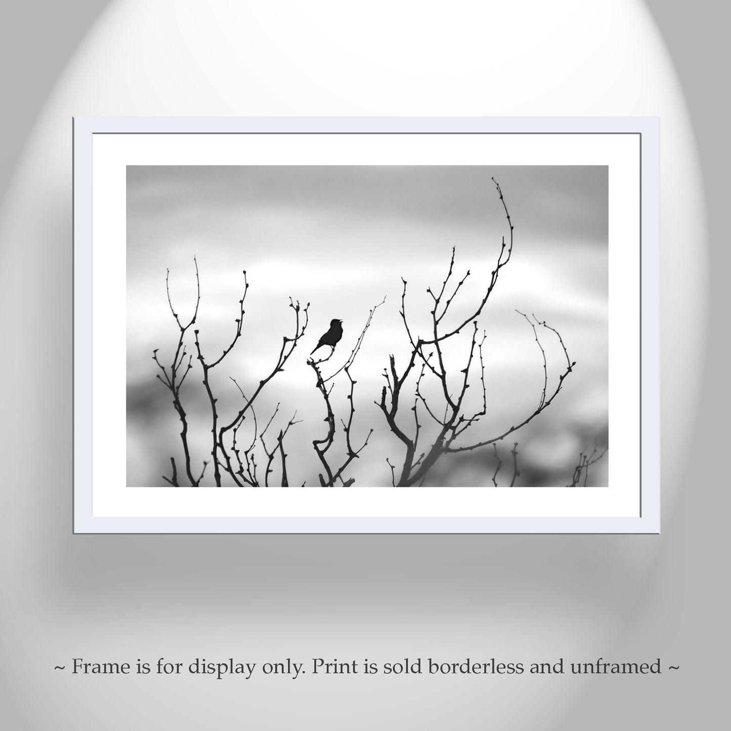Fine Art Bird Photography in Black and White | Tucson Arizona