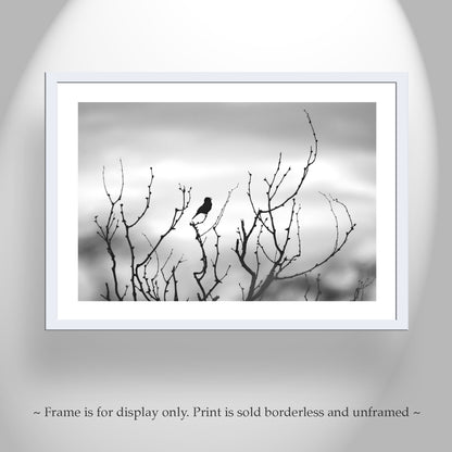 Fine Art Bird Photography in Black and White | Tucson Arizona