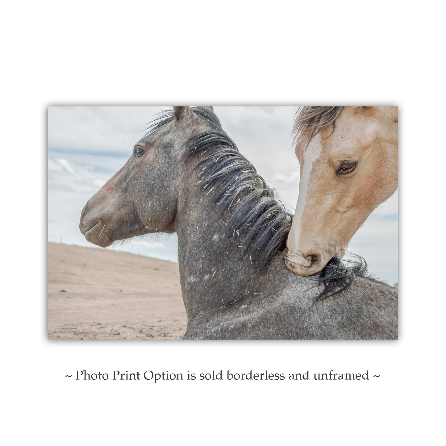 Horse Art Print as Equestrian Wall Decor from Arizona Mexico Border Ranch