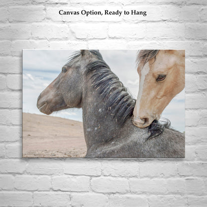 Horse Art Print as Equestrian Wall Decor from Arizona Mexico Border Ranch