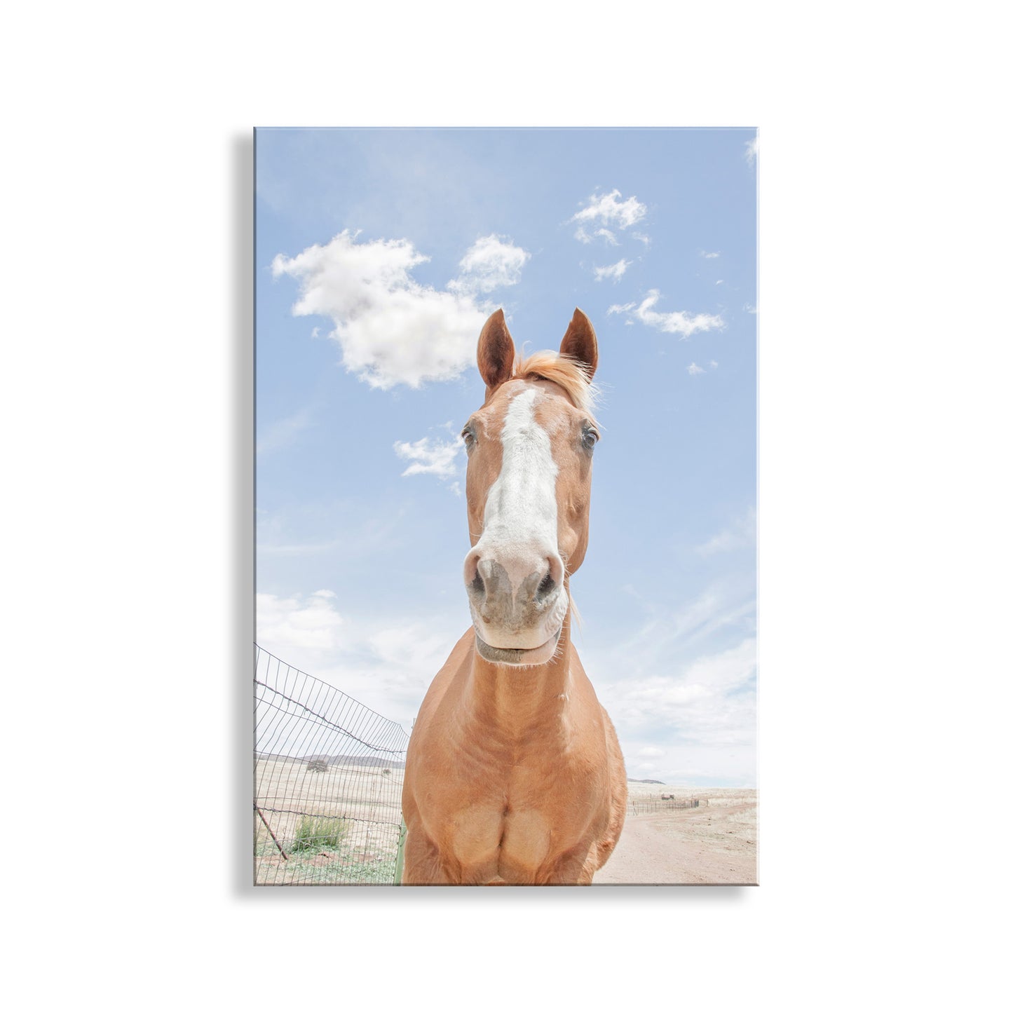 Horse standing in a field with a blue sky and clouds in the background. Horse Art Print with Arizona Prairie Landscape as Ranch Style Wall Decor