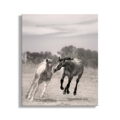 Two horses interacting in a field with a neutral background. Playful Horse Picture as Equestrian Wall Art in Southern Arizona
